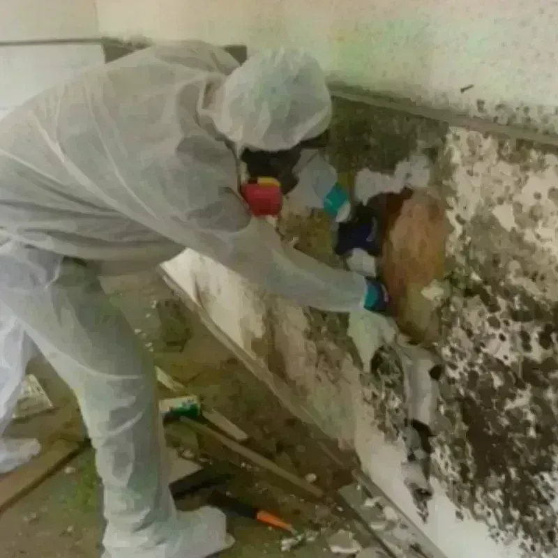 Mold Remediation and Removal in Van Horn, TX